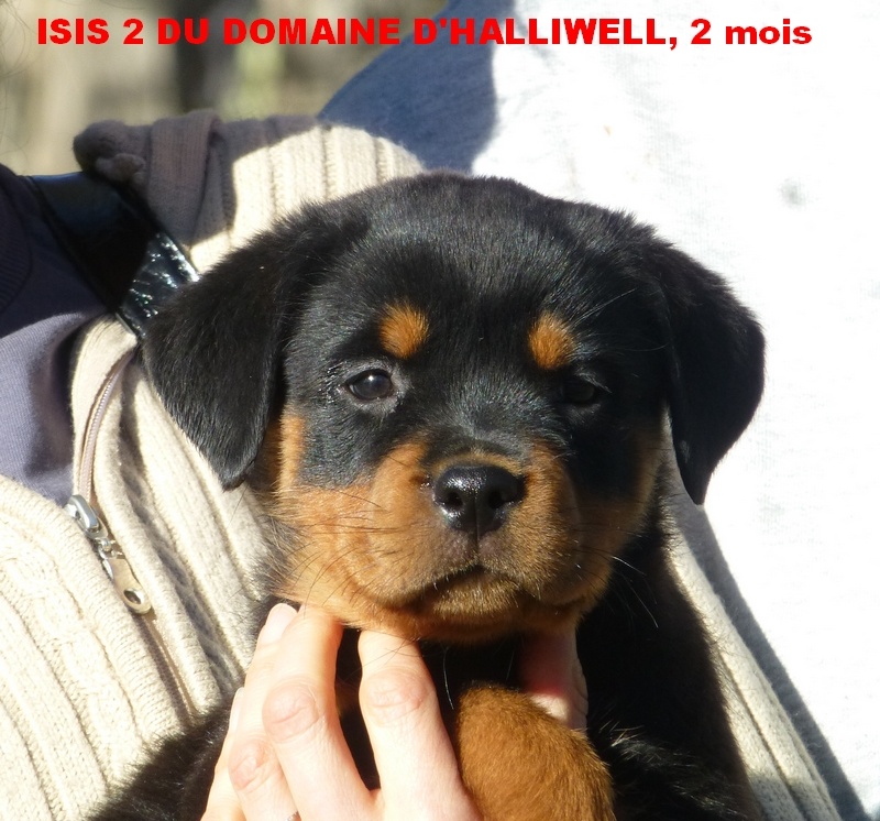 CH. Isis 2 du Domaine d'Halliwell
