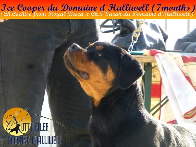 CH. Ice cooper du Domaine d'Halliwell