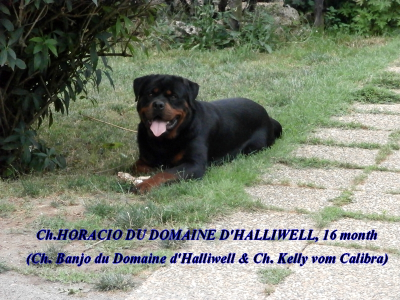 CH. Horacio du Domaine d'Halliwell