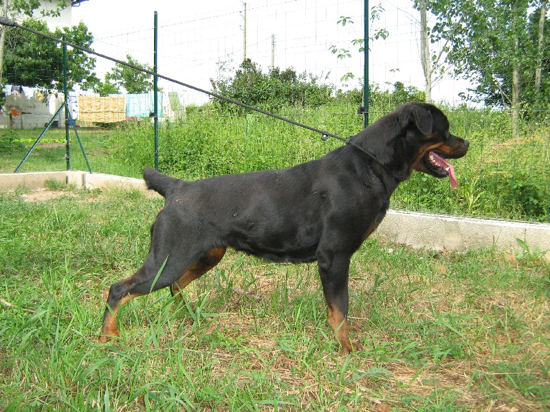 Beyonce du Domaine d'Halliwell